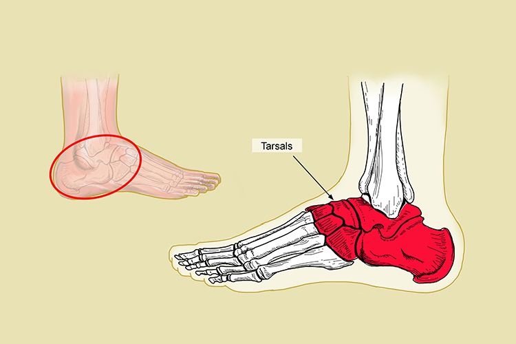 The tarsal bones connect the metatarsal bones up with the tibia and fibula